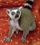 lemur