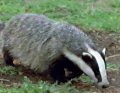 badger