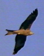 red kite in flight