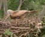 red kite on nest